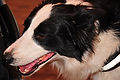WIL_2711 - 